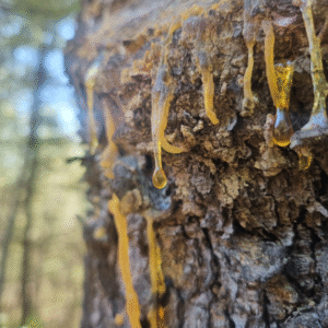שרף אורנים גולמי טהור