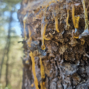 שרף אורנים גולמי טהור