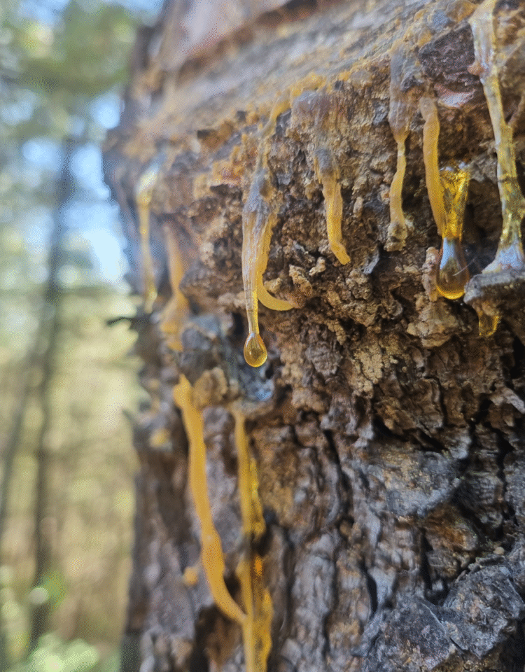שרף אורנים גולמי טהור