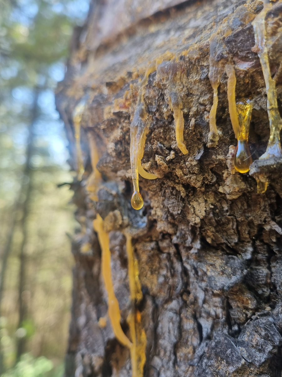 שרף אורנים גולמי טהור