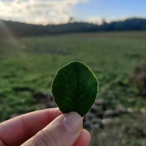 472043932_28733736259546847_5608655755154593653_n